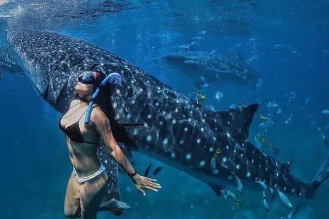 Whale Shark Adventure